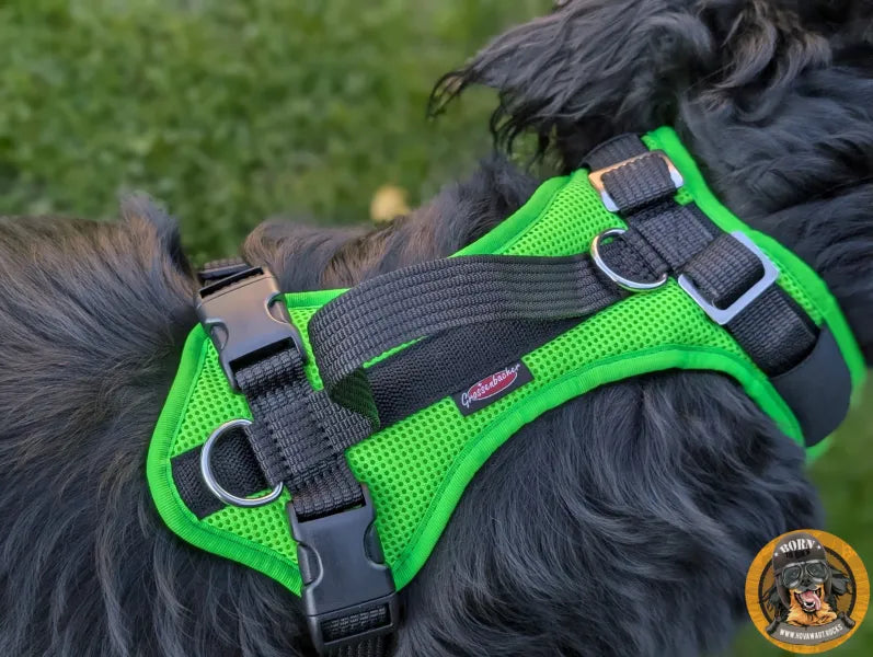 Großer Hund mit grünem Geschirr