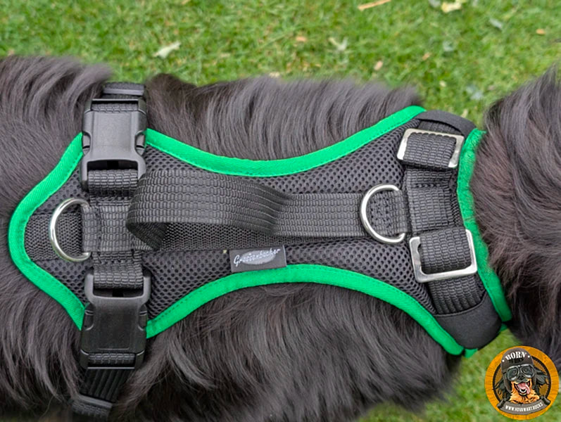 Hundegeschirr an großem Hund