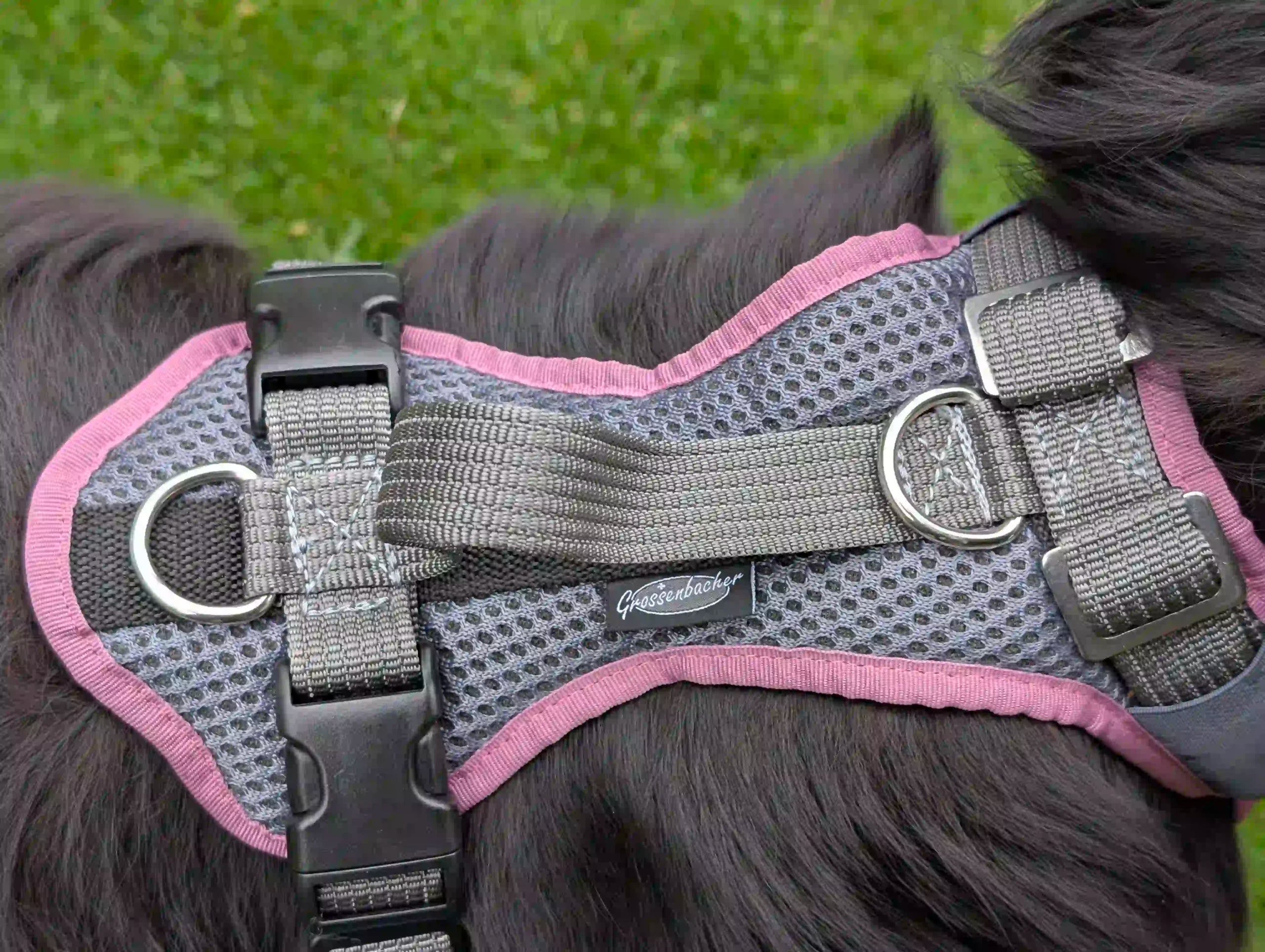 Rückseite eines grauen Hundegeschirrs mit fliederfarbenem Rand auf dem Rücken eines langhaarigen schwarzen Hundes