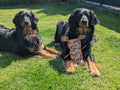 Zwei Hovawarts liegen auf Gras, einer mit TÜV-zertifiziertem Hundespielzeug Waldi im Tarnmuster von Major Dog