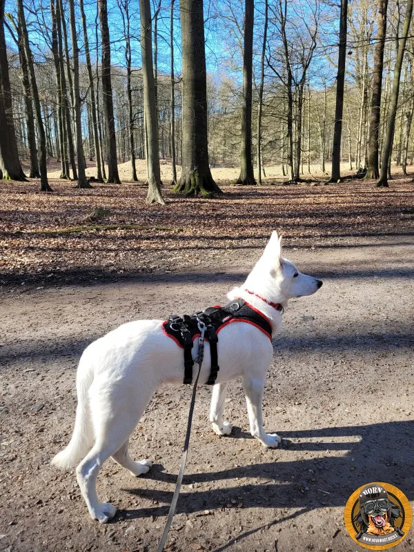 Junger weißer Schäferhund in einem mitwachsenden Geschirr im Wald