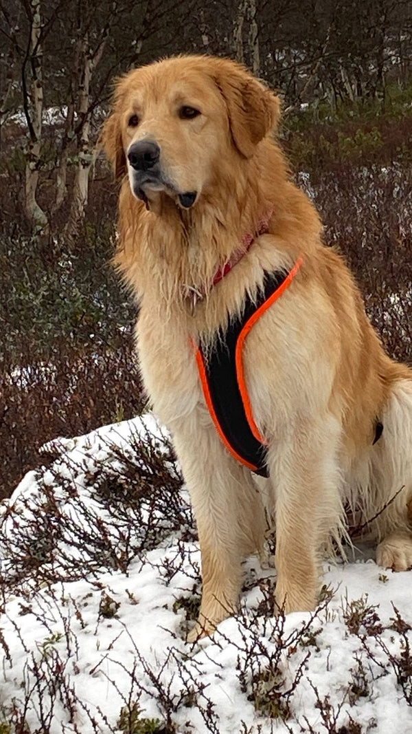 Blonder Hovawart Rüde im Schnee
