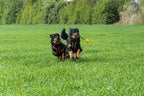 Zwei Hovawarte beim Spiel auf einer Wiese