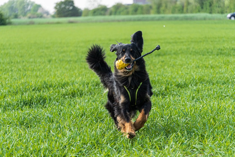 Großer Hund mit Hundegeschirr draußen