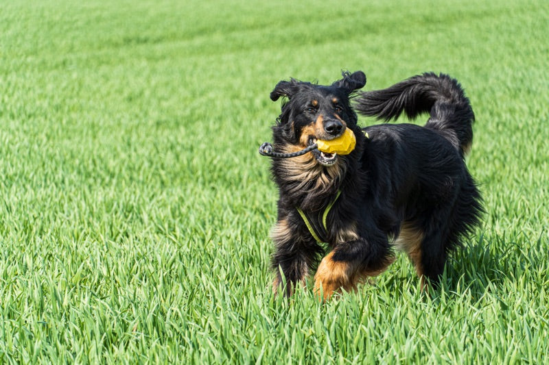 Großer Hund mit Spielzeug draußen
