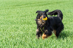 Großer Hund mit Spielzeug draußen