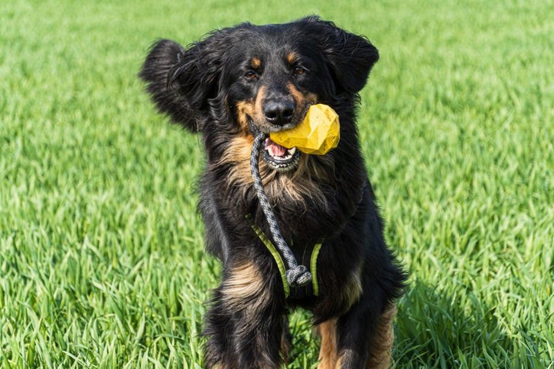Hovawart mit einem gelben Hundespielzeug auf einer grünen Wiese