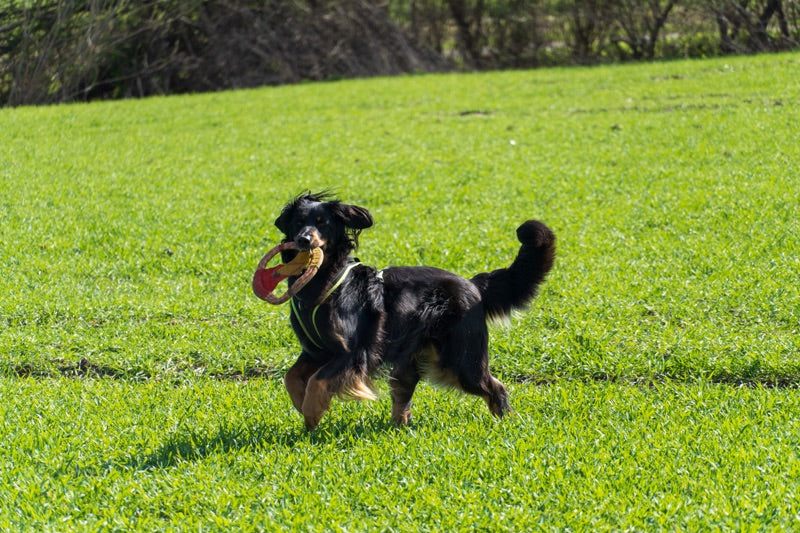 Großer Hund mit Spielzeug draußen
