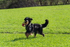 Großer Hund mit Spielzeug draußen