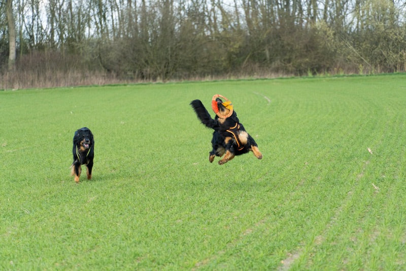 Sehr stabiles Wurf- und Zerrspielzeug für den Hund