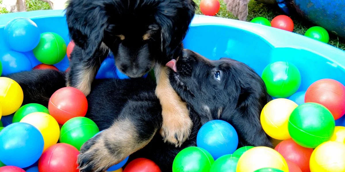 Für Züchter von Hunden