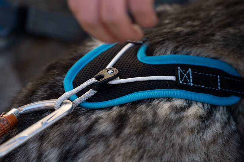Hundegeschirr an großem Hund