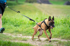 Großer Hund mit Zuggeschirr draußen