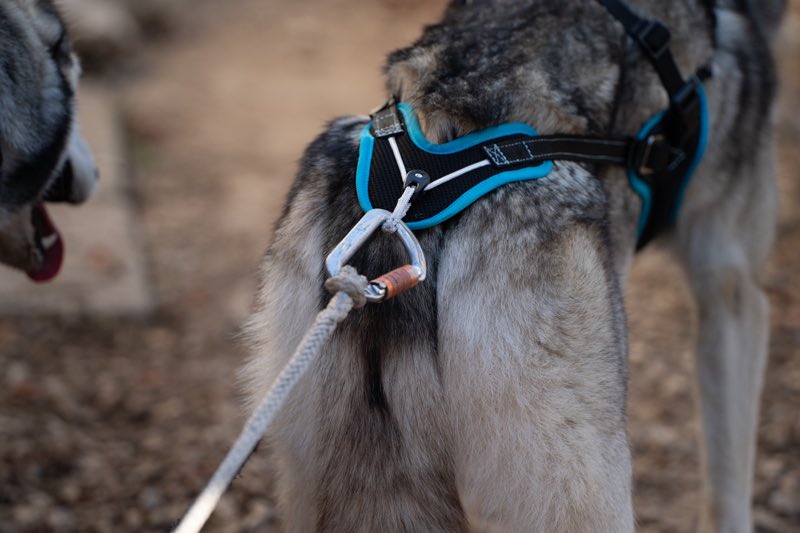 Hundegeschirr mit Leine im Einsatz