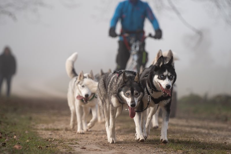 Vier große Hunde mit Ausrüstung