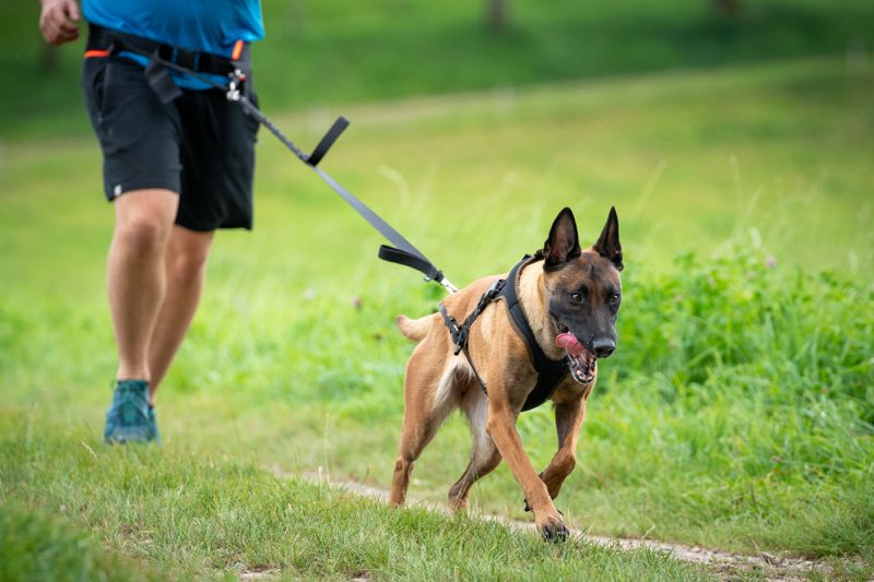 Großer Hund mit robustem Geschirr