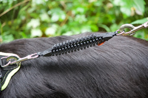 Zugstopper für die Hundeleine an einem Hovawart