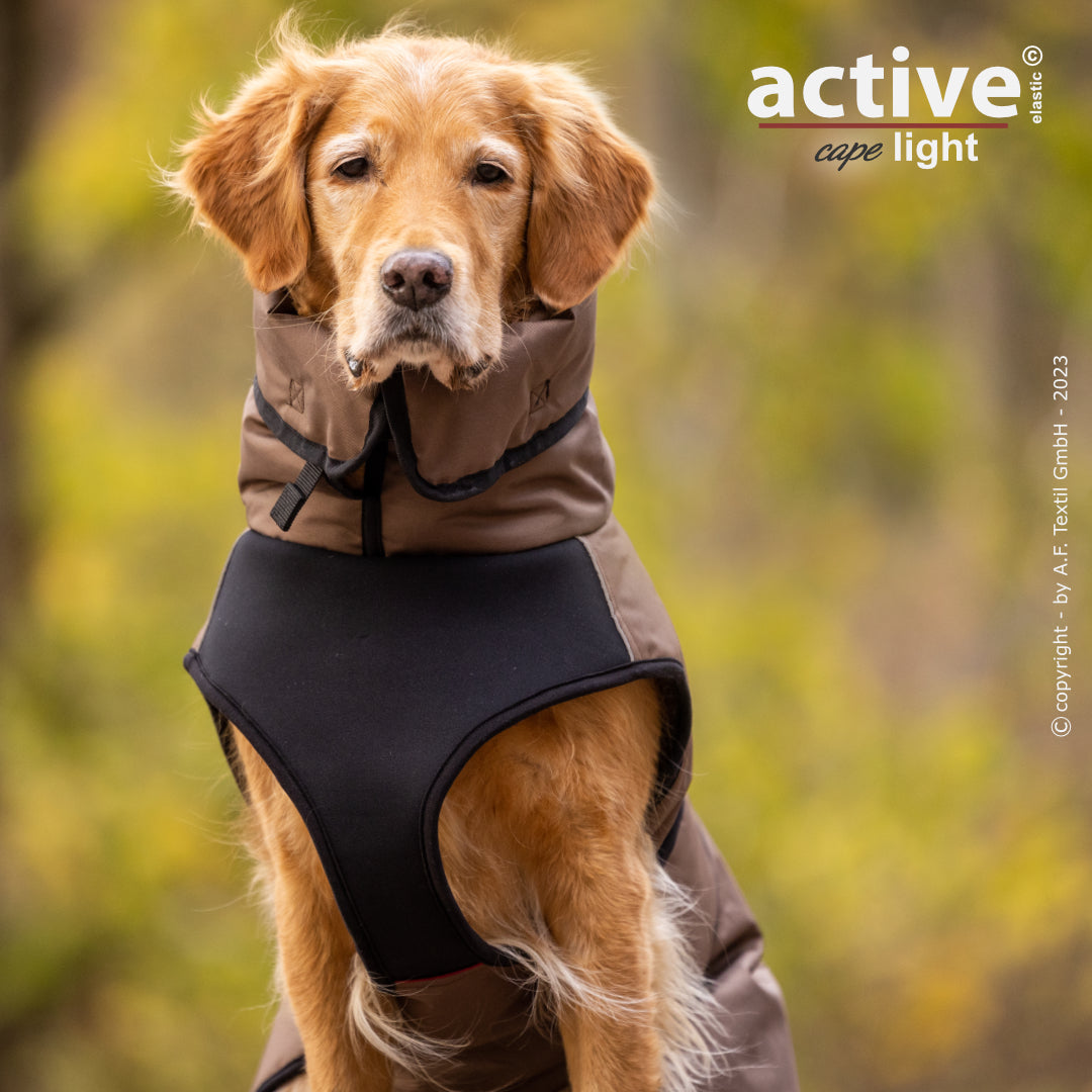 Großer Hund mit Outdoor-Mantel