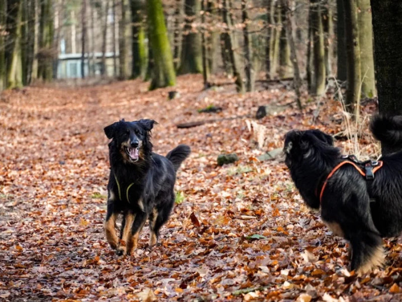Aila beim Waldspaziergang