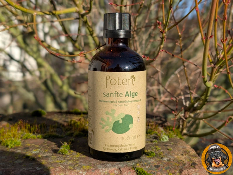 Braunglasflasche „sanfte Alge“ von Pfotent (100 ml), ein natürliches Omega-3 Ergänzungsfuttermittel für Hunde, Katzen und Pferde, präsentiert auf einem bemoosten Stein vor einem natürlichen, unscharfen Hintergrund.