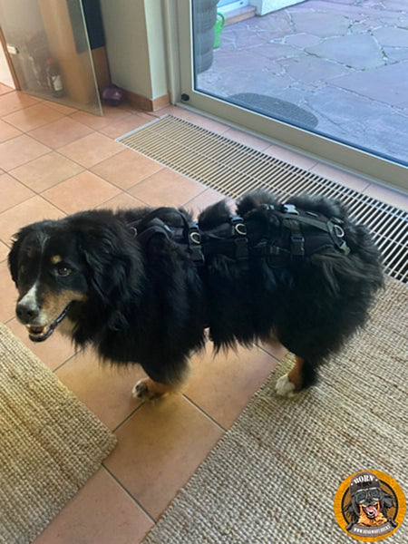 Ein Berner Sennenhund, der ein schwarzes Großenbacher Stützgeschirr von hovawart.rocks trägt, steht im Haus. Das Geschirr mit seinen vielen Riemen unterstützt den hinteren Körperbereich und die Hinterbeine des Hundes, um ihm beim Aufstehen zu helfen.