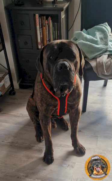 Canecorso mit Hundegeschirr