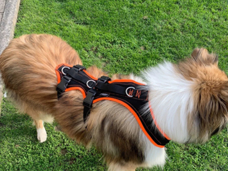 Brustgeschirr "Support" für einen Collie.