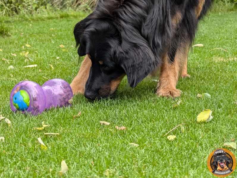 Ein Hovawart spielt auf einer grünen Wiese und schnüffelt neugierig an dem violetten, mit Leckerlis befüllbaren Double Snoop Spielzeug.