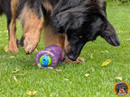 Ein schwarzmarkener Hovawart spielt auf einer grünen Wiese und schnüffelt neugierig an dem violetten, mit Leckerlis befüllbaren Double Snoop Spielzeug