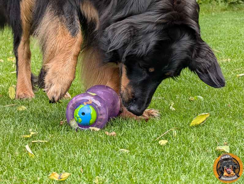 Ein schwarzmarkener Hovawart spielt auf einer grünen Wiese und schnüffelt neugierig an dem violetten, mit Leckerlis befüllbaren Double Snoop Spielzeug