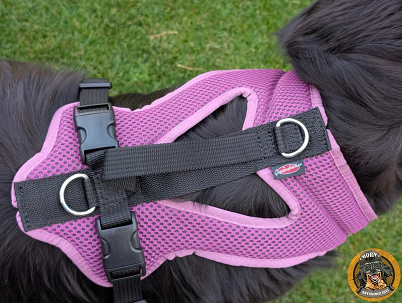 Hundegeschirr an großem Hund