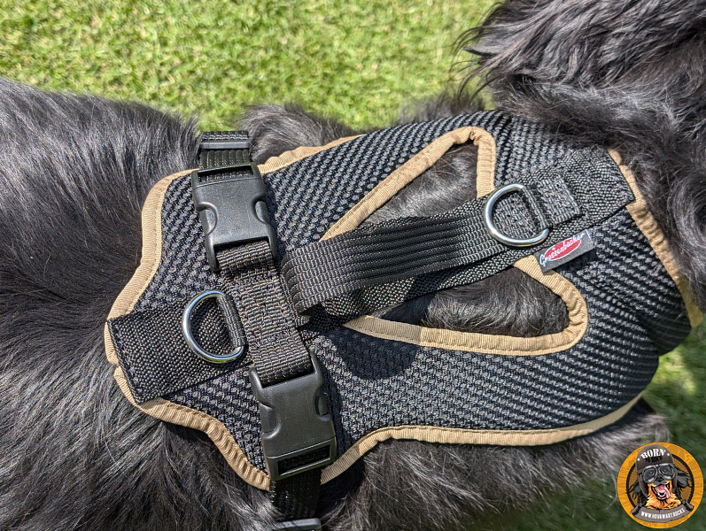 Hundegeschirr an großem Hund