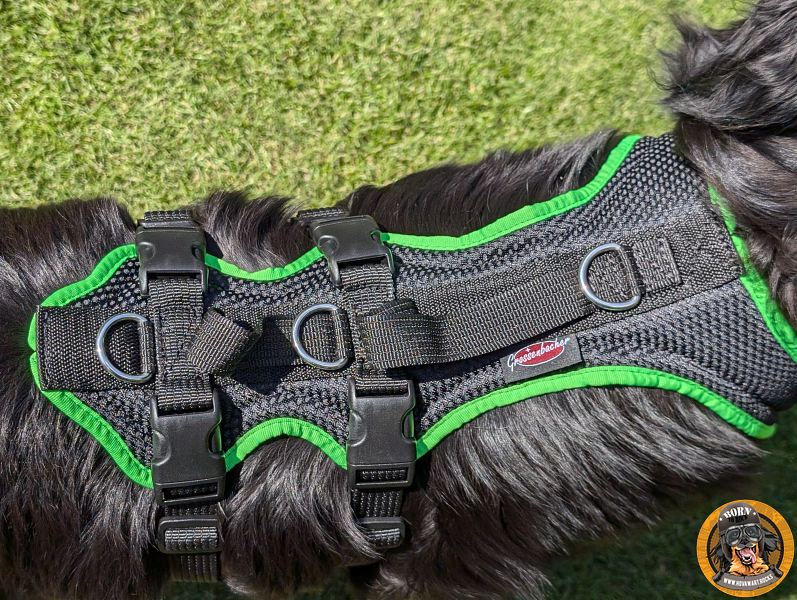 Schwarzes Hundegeschirr an großem Hund