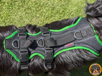 Schwarzes Hundegeschirr an großem Hund