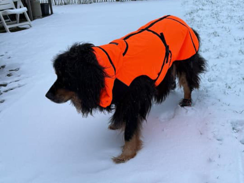 Großer Hund mit Warnschutzmantel