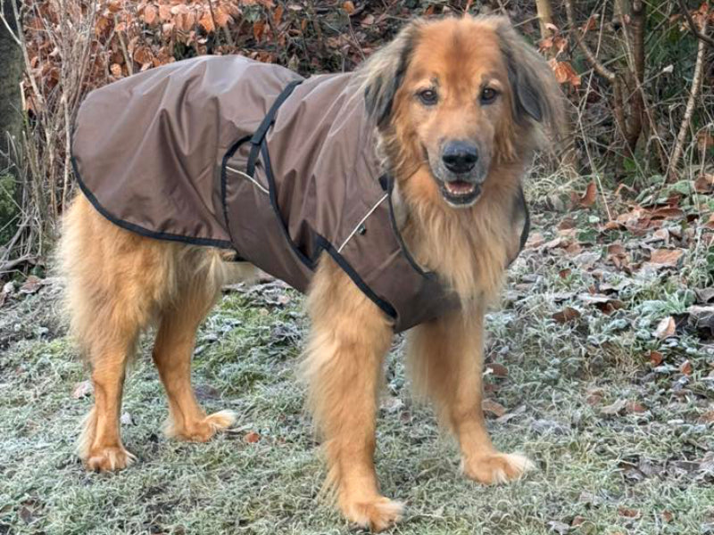Großer Hund mit Outdoor-Mantel