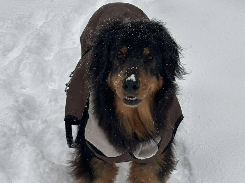 Großer Hund mit Wintermantel draußen
