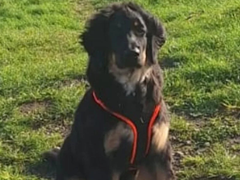 Großer Hund mit Sicherheitsgeschirr draußen