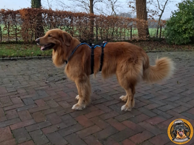 Großer Hund mit Hundegeschirr draußen