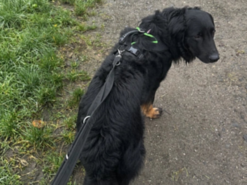 Großer Hund mit stabilem Geschirr