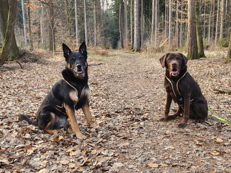 Zwei große Hunde mit Geschirr.