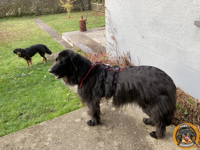 Großer Hund mit Hundegeschirr draußen