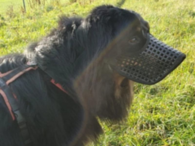 Großer Hund mit Maulkorb draußen