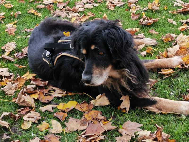 Großer Hund mit Hundegeschirr liegend
