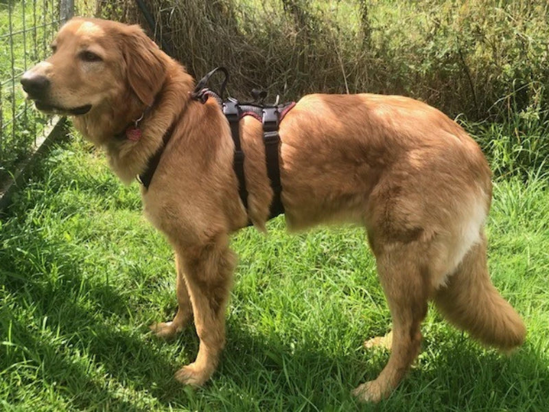 Großer Hund mit robustem Geschirr