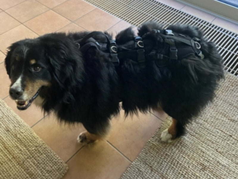 Großer Hund mit robustem Geschirr