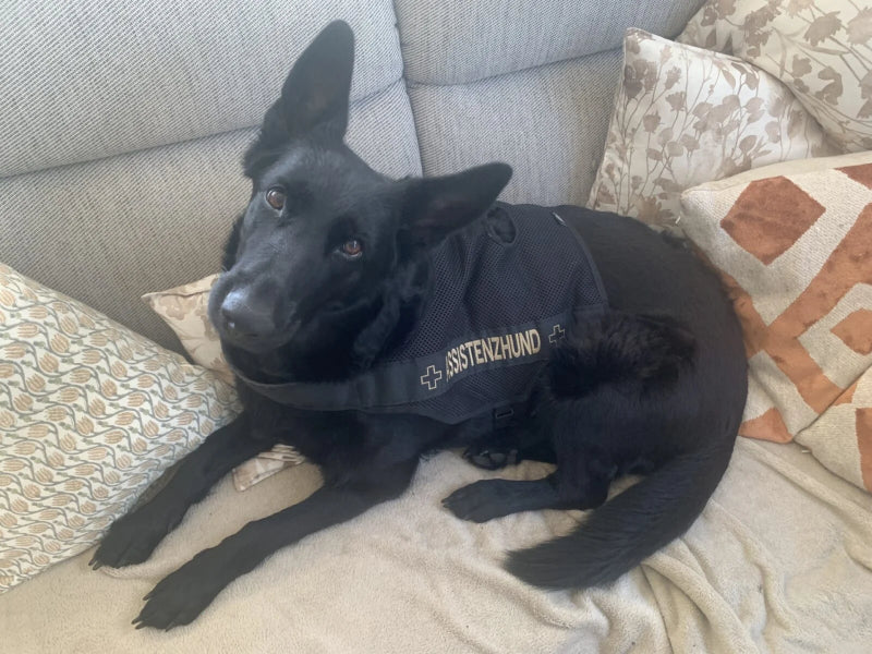 Schwarzer Hund mit Assistenzhund-Geschirr