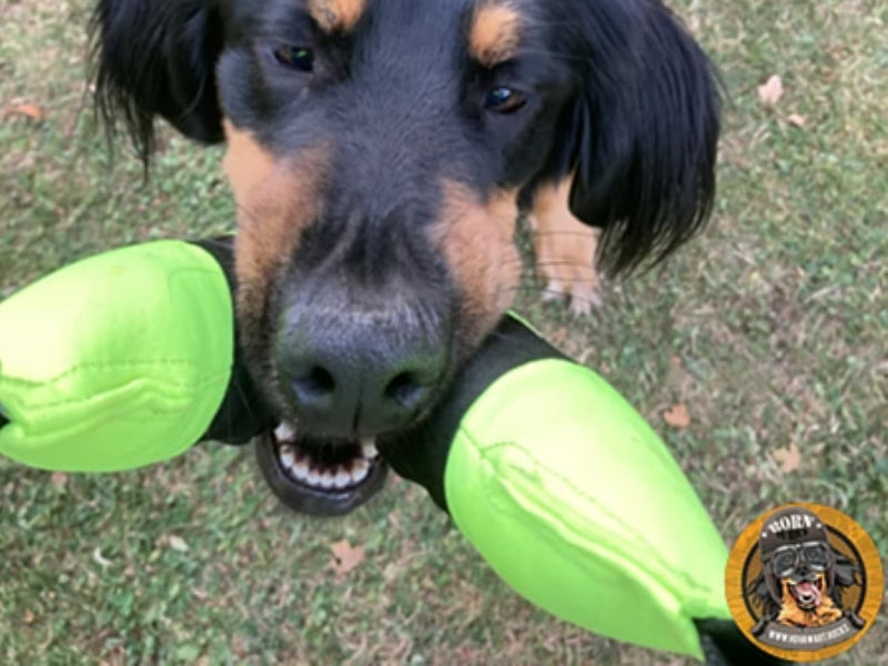 Großer Hund mit robustem Spielzeug