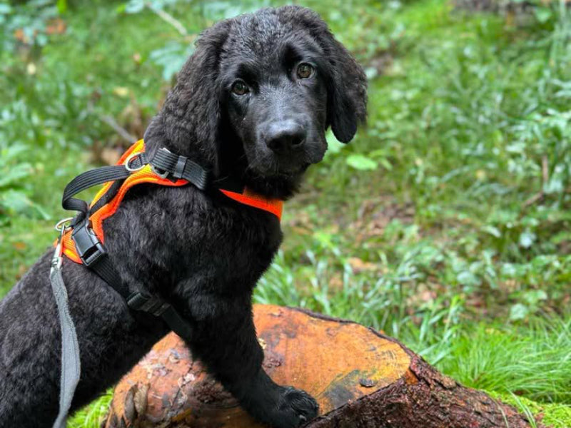 Großer Hund mit Sicherheitsgeschirr draußen