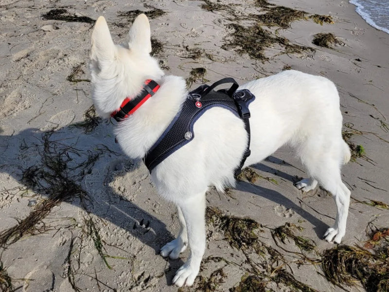 Großer Hund mit Hundegeschirr Strand